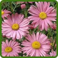 Leucanthemum Shasta Flower seeds for Planting – Seasonal Bloomer, Heirloom &amp; GMO Free Seeds, High Germination