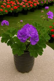 Violet Pelargonium Flower Seeds for Planting – Heirloom, Non-GMO, High Germination Organic Garden Seeds