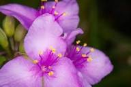 Mixed Tradescantia Spiderwort Flower Seeds for Planting – Heirloom, Non-GMO, High Germination Organic Garden Seeds
