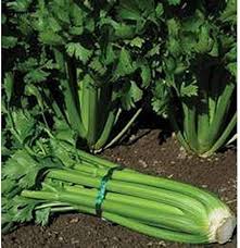 Celery Tall Utah Seeds