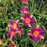 lue Hemerocallis Flower Seeds for Planting – Heirloom, Non-GMO, High Germination Organic Garden Seeds