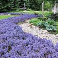 Bugle Flower Seeds for Planting – Hardy Variety Heirloom, Non-GMO, High Germination Organic Garden Seeds