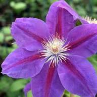 Red Purple Clematis Flower Seeds for Planting | Heirloom Non-GMO Organic Garden Seeds