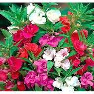 Mix Geranium Perennial Flower Seeds for Planting – Heirloom Non-GMO GMO Free Seeds for Home Garden