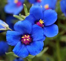 Blue Pimpernel Flower Seeds for Planting | Heirloom Non-GMO High Germination Organic Seeds