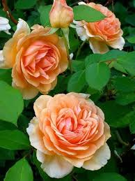 Peach Rose Flower Seeds for Planting – Heirloom, Non-GMO, High Germination Organic Garden Seeds