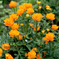 Trollius Flower Seeds for Planting - Heirloom, Non-GMO, High Germination Organic Garden Seeds