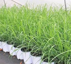 East Indian Lemongrass Seeds