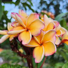 Flower Seeds, Seeds,Seeds For Planting,Plant Seeds