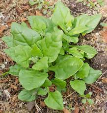 Zealand Vegetable Seeds for Planting – Heirloom &amp; Non-GMO Seeds for Versatile Home Gardens