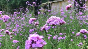 Verbena Flower Seeds for Planting – Heirloom, Non-GMO, Drought Tolerant, High Germination
