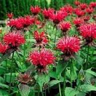 Red Monarda Flower Seeds for Planting – Heirloom, Non-GMO, High Germination Organic Garden Seeds