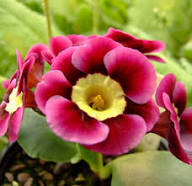 Aurikel Flower Seeds for Planting | Heirloom Non-GMO Organic Garden Seeds, High Germination, Vibrant Colors
