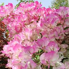 Bougainvillea Flower Seeds for Planting, Baby Pink – Heirloom, Non-GMO, High Germination Organic Garden Seeds