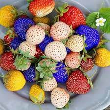 Fruit Seeds,Garden seeds, Seeds For Planting,Plant Seeds