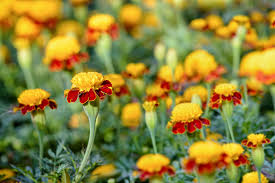 Tiger-Eye Marigold Flower Seeds for Planting – Heirloom & Non-GMO Compact French Marigold Variety