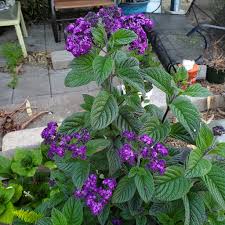 Heliotrope Flower Seeds for Planting – Wildflower Mix, Heirloom, Non-GMO, High Germination Organic Garden Seeds