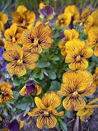 Tiger Eye Flower Seeds for Planting – Cottage Garden Heirloom Non-GMO High Germination Garden Seeds