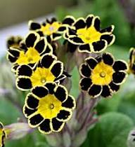 Yellow Black Primrose Flower Seeds for Planting – Heirloom, Non-GMO, High Germination Organic Garden Seeds
