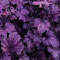 Purple Coral Bells Flower Seeds for Planting – Heirloom, Non-GMO, High Germination Organic Garden Seeds