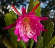 Pink Epiphyllum Oxypetalum Flower Seeds for Planting – Heirloom, Non-GMO, High Germination Organic Garden Seeds