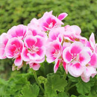 Mixed Geranium Pelargonium Flower Seeds for Planting | Heirloom Non-GMO High Germination Organic Garden Seeds