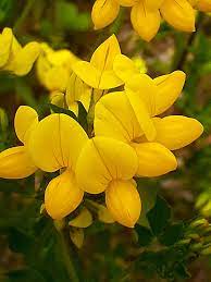 Dolichos Biflorus Flower Seeds for Planting – Heirloom, Non-GMO, Organic Garden Seeds, High Germination