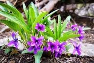 Blue Viola Mandshurica Flower Seeds for Planting – Heirloom, Non-GMO, High Germination Organic Garden Seeds