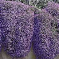 Purple Cress Flower Seeds for Planting | Heirloom Non-GMO Organic Garden Seeds