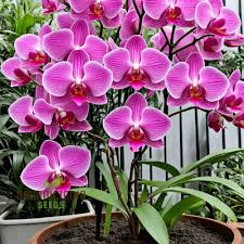 Flower Seeds, Seeds,Seeds For Planting,Plant Seeds