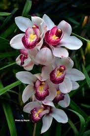 Flower Seeds, Seeds,Seeds For Planting,Plant Seeds