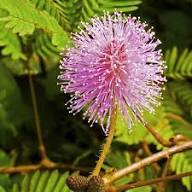 Mixed Schrankia Uncinata Flower Seeds for Planting | Heirloom Non-GMO Organic Garden Seeds High Germination