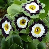 Green Shade Auricula Flower Seeds for Planting – Heirloom Non-GMO High Germination Organic Garden Seeds