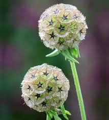 Drumstick Scabiosa Flower Seeds for Planting – Heirloom, Non-GMO, High Germination Organic Garden Seeds