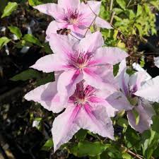 Light Pink Clematis Flower Seeds for Planting | Heirloom Non-GMO High Germination Organic Garden Seeds