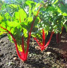 Red Swiss Chard Seeds for Planting – Heirloom Non-GMO Leafy Greens – Organic Garden Seeds, High Germination