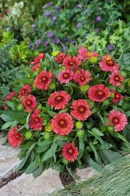 Gaillardia Flower Seeds for Planting – Drought Tolerant, Heirloom, Non-GMO & High Germination Seeds