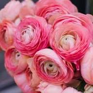 Ranunculus Flower seeds for Planting – Wildflower Mix, Heirloom & GMO Free Seeds for Home Garden, High Germination