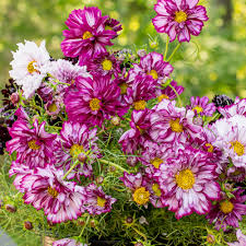 Cosmos Bicolor Flower Seeds for Planting – Heirloom, Non-GMO, Shade-Tolerant Organic Garden Seeds
