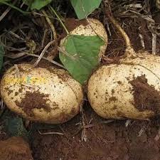 Pachyrhizus Vegetable Seeds for Planting – Heirloom & Non-GMO Seeds, Crunchy Root Vegetable for Snacking