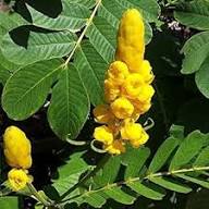 Yellow Candlestick Flower Seeds for Planting – Heirloom, Non-GMO, High Germination Organic Garden Seeds