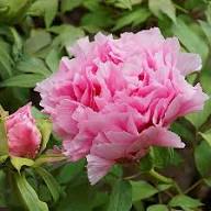 Purple Paeonia Suffruticosa Flower Seeds for Planting – Hardy Heirloom Non-GMO, High Germination Organic Garden Seeds