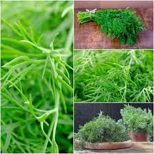Organic Compatto Dill- Bouquet Herb Seeds - Heirloom and Non-GMO seeds for home garden
