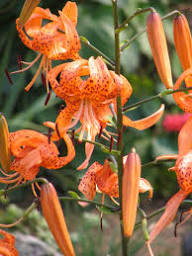Lilium Martagon Flower Seeds for Planting | Heirloom Non-GMO High Germination