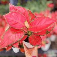 Aglaonema Flower Seeds for Planting – Wildflower Mix, Heirloom, Non-GMO, High Germination