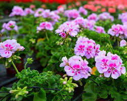 Purple & White Geranium Flower Seeds for Planting – Heirloom, Non-GMO, High Germination Garden Seeds