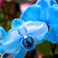 Blue Butterfly Orchid Flower Seeds for Planting – Heirloom, Non-GMO, High Germination Organic Seeds