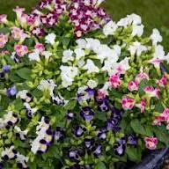 Mix Fournieri Flower Seeds for Planting - Hardy Variety, Heirloom &amp; GMO Free Seeds for Home Garden Non-GMO
