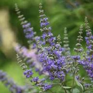 Seeds for Planting - Seasonal Bloomer, Heirloom &amp; GMO Free Seeds for Home Garden Non-GMO