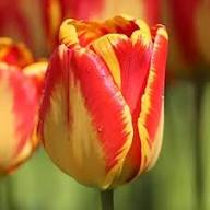 Tulip Yellow Red Flower Seeds for Planting – Heirloom Non-GMO High Germination Organic Garden Seeds